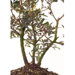 Vente Bonsai Pistachier Pistacia 37 cm Sankaly Bonsai