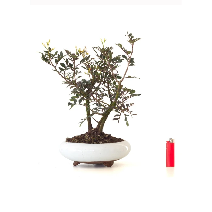 Acheter Bonsai Pistachier Pistacia 37 cm Sankaly Bonsai