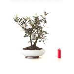 Acheter Bonsai Pistachier Pistacia 37 cm Sankaly Bonsai