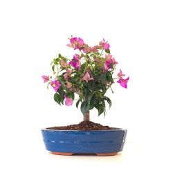 Vente Bonsai Bougainvillier Sankaly Bonsai BG260402FB