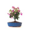 Vente Bonsai Bougainvillier Sankaly Bonsai BG260402FB