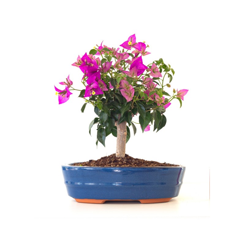 Achat Bonsai Bougainvillier Sankaly Bonsai BG260402FB