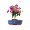 Achat Bonsai Bougainvillier Sankaly Bonsai BG260402FB