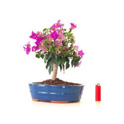 Acheter Bonsai Bougainvillier Sankaly Bonsai BG260402FB
