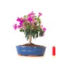 Acheter Bonsai Bougainvillier Sankaly Bonsai BG260402FB