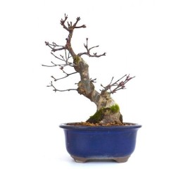 Acer Palmatum Deshojo Shohin 20 cm