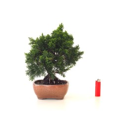 Acheter Bonsaï Juniperus Chinensis de 34 cm originaire du Japon, âgé d’environ 16 à 17 ans JC260402FB