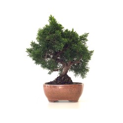 Achat Bonsaï Juniperus Chinensis de 34 cm originaire du Japon, âgé d’environ 16 à 17 ans JC260402FB