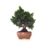 Achat Bonsaï Juniperus Chinensis de 34 cm originaire du Japon, âgé d’environ 16 à 17 ans JC260402FB