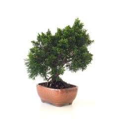 Vente de Bonsaï Juniperus Chinensis de 34 cm originaire du Japon, âgé d’environ 16 à 17 ans JC260402FB