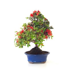 Achat Bonsai Azalée Satsuki 44 cm Sankaly Bonsai AZ260410MB