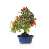 Achat Bonsai Azalée Satsuki 44 cm Sankaly Bonsai AZ260410MB