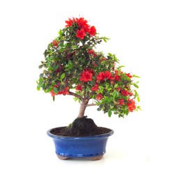 Acheter Bonsai Azalée Satsuki 44 cm Sankaly Bonsai AZ260410MB