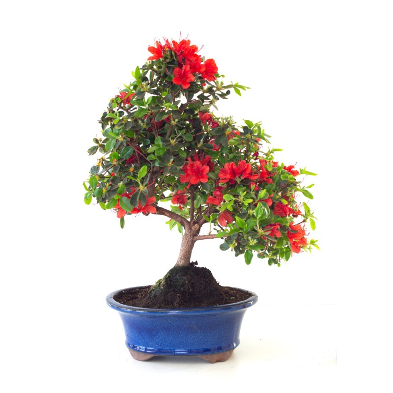 Acheter Bonsai Azalée Satsuki 44 cm Sankaly Bonsai AZ260410MB