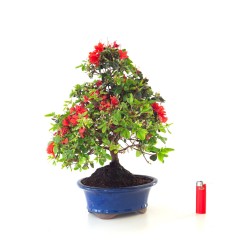 Vente de Bonsai Azalée Satsuki 44 cm Sankaly Bonsai AZ260410MB