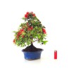 Vente de Bonsai Azalée Satsuki 44 cm Sankaly Bonsai AZ260410MB