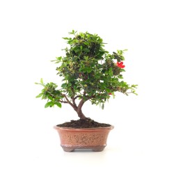 Achat Bonsai Azalée Satsuki 42 cm Sankaly Bonsai AZ260411MB
