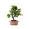 Achat Bonsai Azalée Satsuki 42 cm Sankaly Bonsai AZ260411MB
