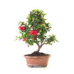 Acheter Bonsai Azalée Satsuki 42 cm Sankaly Bonsai AZ260411MB