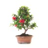 Acheter Bonsai Azalée Satsuki 42 cm Sankaly Bonsai AZ260411MB