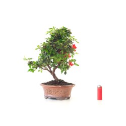 Vente Bonsai Azalée Satsuki 42 cm Sankaly Bonsai AZ260411MB