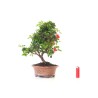 Vente Bonsai Azalée Satsuki 42 cm Sankaly Bonsai AZ260411MB