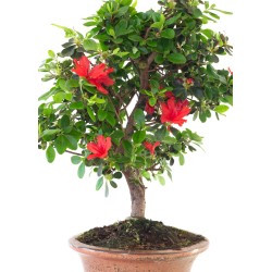 Boutique Site de vente de Bonsai Azalée Satsuki 42 cm Sankaly Bonsai AZ260411MB