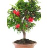 Boutique Site de vente de Bonsai Azalée Satsuki 42 cm Sankaly Bonsai AZ260411MB