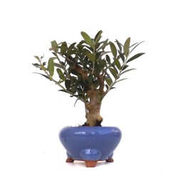 Olea Europa Shohin 15 cm