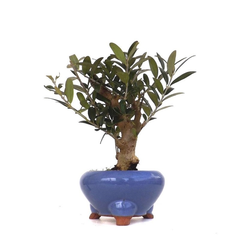 Bonsaï Olea europaea Shohin 15 cm – Olivier | Sankaly Bonsai