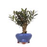 Bonsaï Olea europaea Shohin 15 cm – Olivier | Sankaly Bonsai
