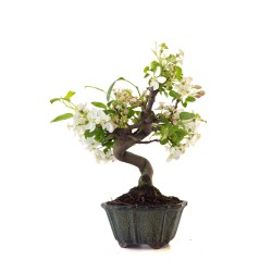 Achat Bonsai Malus sp. PZ-ERWIAM 38 cm MAL260410MB Sankaly Bonsai