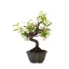Achat Bonsai Malus sp. PZ-ERWIAM 38 cm MAL260410MB Sankaly Bonsai