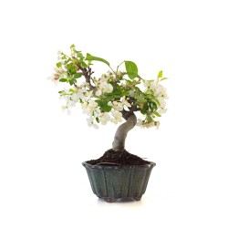 Vente de Bonsai Malus sp. PZ-ERWIAM 38 cm MAL260410MB Sankaly Bonsai