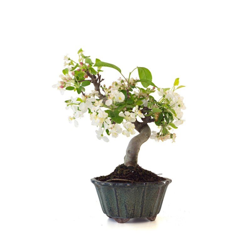 Vente de Bonsai Malus sp. PZ-ERWIAM 38 cm MAL260410MB Sankaly Bonsai