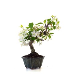 Acheter Bonsai Malus sp. PZ-ERWIAM 38 cm MAL260410MB Sankaly Bonsai