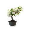 Acheter Bonsai Malus sp. PZ-ERWIAM 38 cm MAL260410MB Sankaly Bonsai