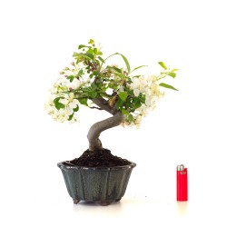 Boutique vente de Bonsai Malus sp. PZ-ERWIAM 38 cm MAL260410MB Sankaly Bonsai