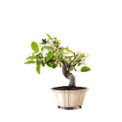 Achat Bonsai Malus sp. PZ-ERWIAM 35 cm MAL260411MB Sankaly Bonsai