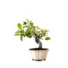 Achat Bonsai Malus sp. PZ-ERWIAM 35 cm MAL260411MB Sankaly Bonsai