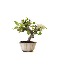 Acheter Bonsai Malus sp. PZ-ERWIAM 35 cm MAL260411MB Sankaly Bonsai