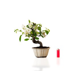 Bonsaï Malus PZ-ERWIAM 35 cm – Pommier d’ornement extérieur - Sankaly Bonsai