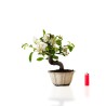Bonsaï Malus PZ-ERWIAM 35 cm – Pommier d’ornement extérieur - Sankaly Bonsai