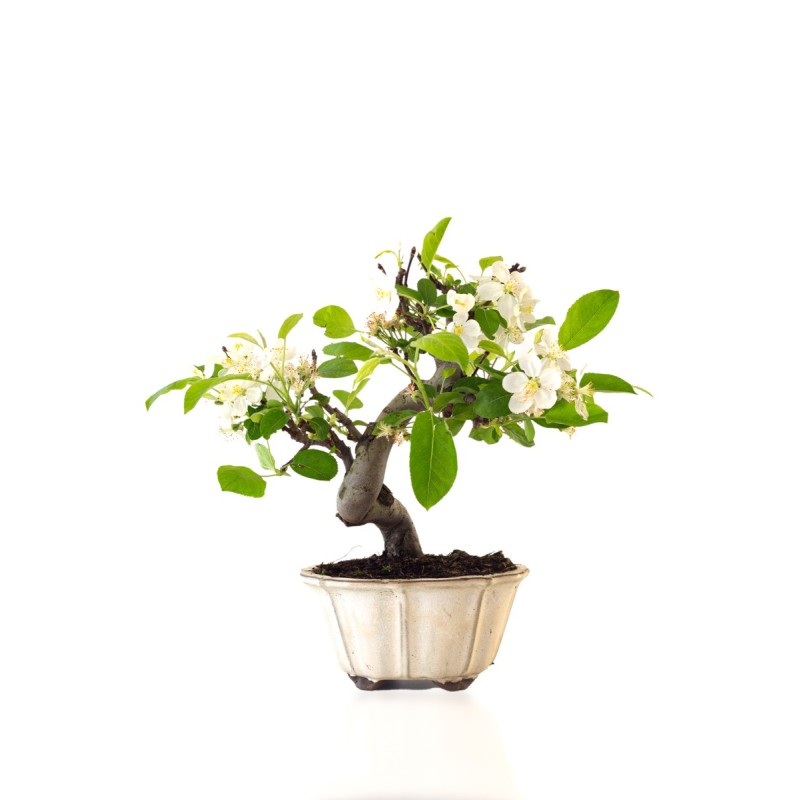Vente de Bonsai Malus sp. PZ-ERWIAM 35 cm MAL260411MB Sankaly Bonsai