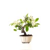 Vente de Bonsai Malus sp. PZ-ERWIAM 35 cm MAL260411MB Sankaly Bonsai