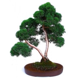 Bonsaï Juniperus Chinensis 50 cm | Sankaly Bonsai