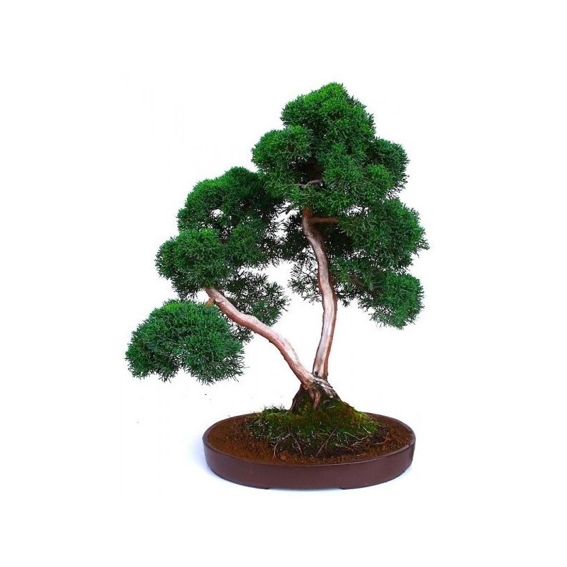Bonsaï Juniperus Chinensis 50 cm | Sankaly Bonsai