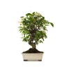 Achat Bonsai Pommier Malus sp. PZ-ERWIAM 58 cm MAL260412MB Sankaly Bonsai