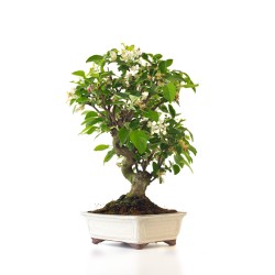 Acheter Bonsai Pommier Malus sp. PZ-ERWIAM 58 cm MAL260412MB Sankaly Bonsai