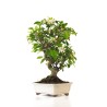 Acheter Bonsai Pommier Malus sp. PZ-ERWIAM 58 cm MAL260412MB Sankaly Bonsai